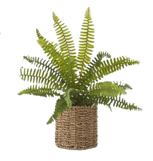 Fern in Round Woven Basket II