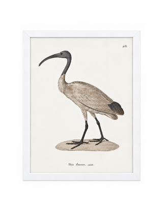 Ibis
