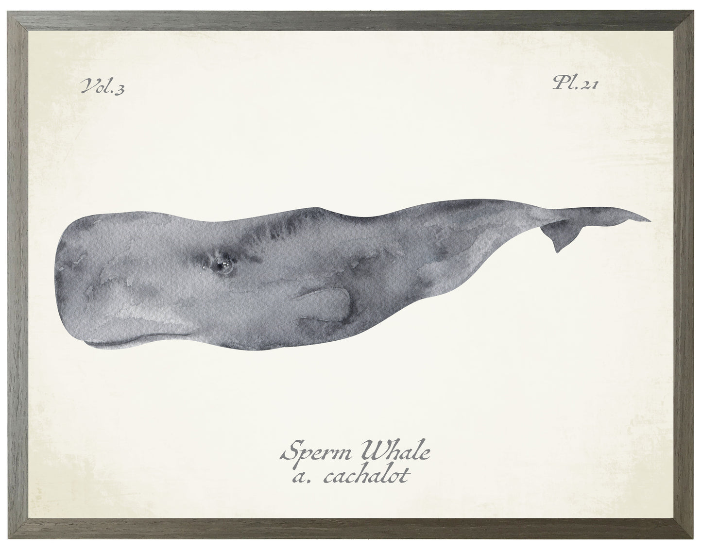 Sperm Whale on Natural Background 36" x 30" (1390-75 ZG)