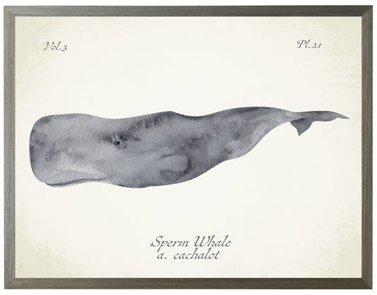 Sperm Whale on Natural Background 36" x 30" (1390-75 ZG)