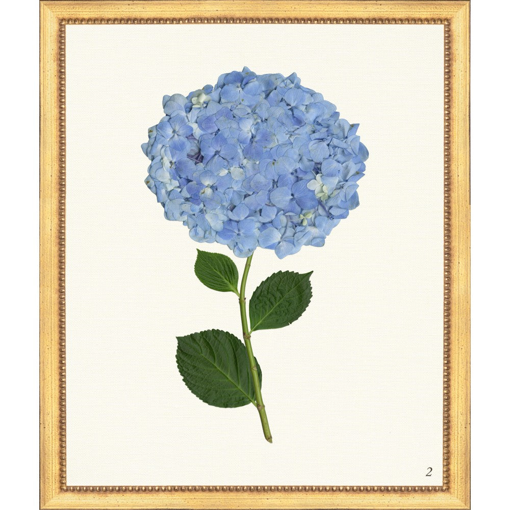 Hydrangea Giclee 20x24 II