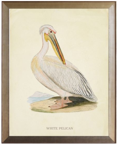 White Pelican - Online Only