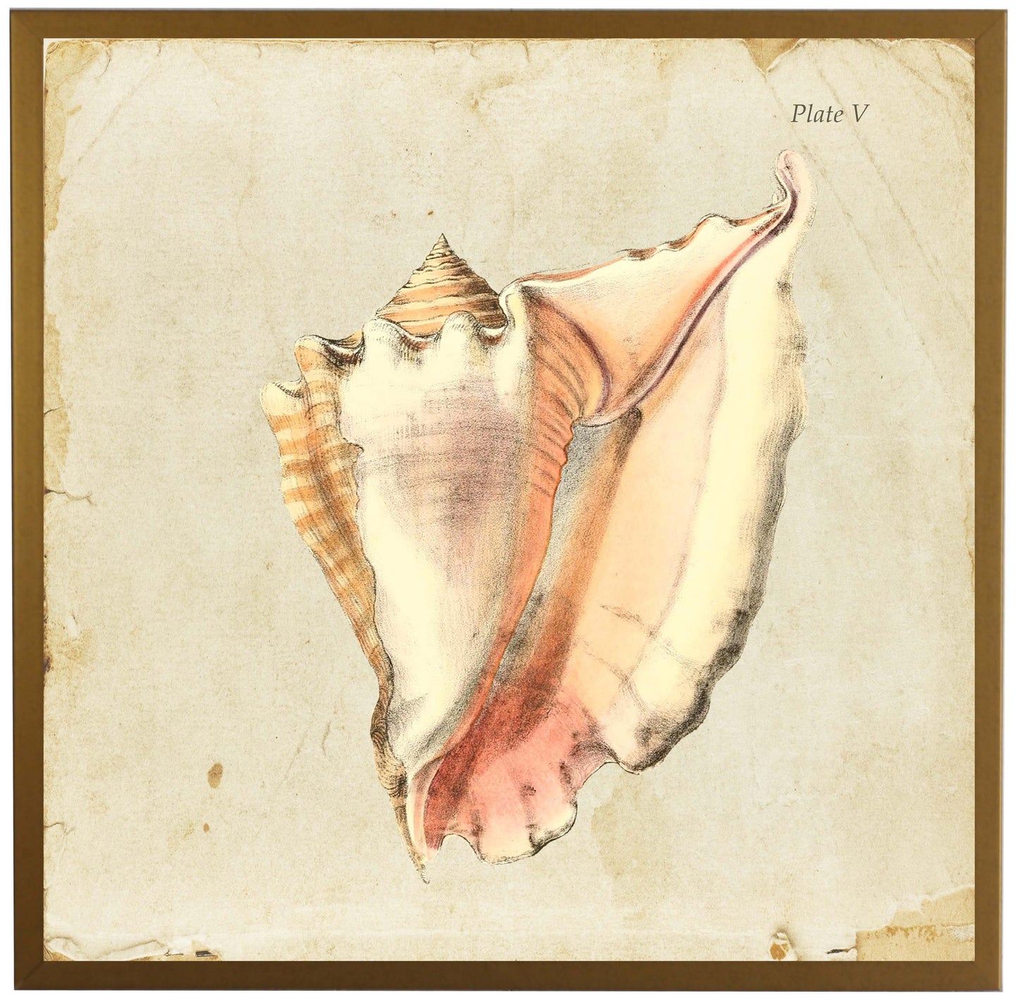 Single Seashell Plate V - 2440-65 2F (Gold Shadowbox) - Online Only