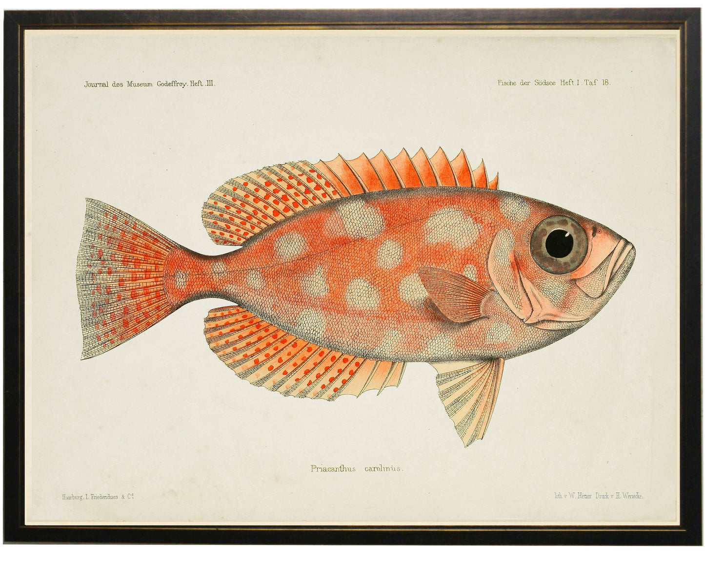 Fish Bookplate I - Online Only