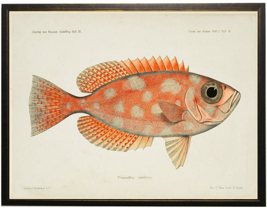 Fish Bookplate I - Online Only