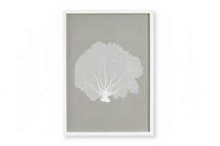 Coral Fans Study III
