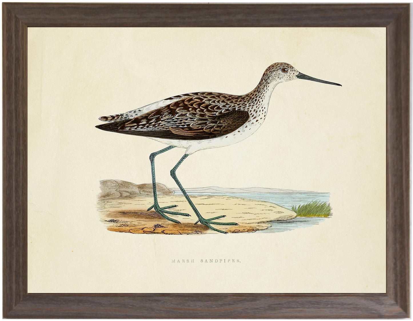 Marsh Sandpiper - Online Only ***