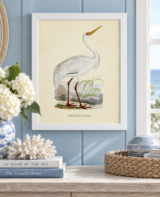 Siberian Crane

