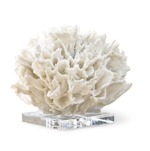 Ribbon Coral