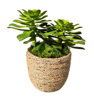 Large Succulents in Med Pot
