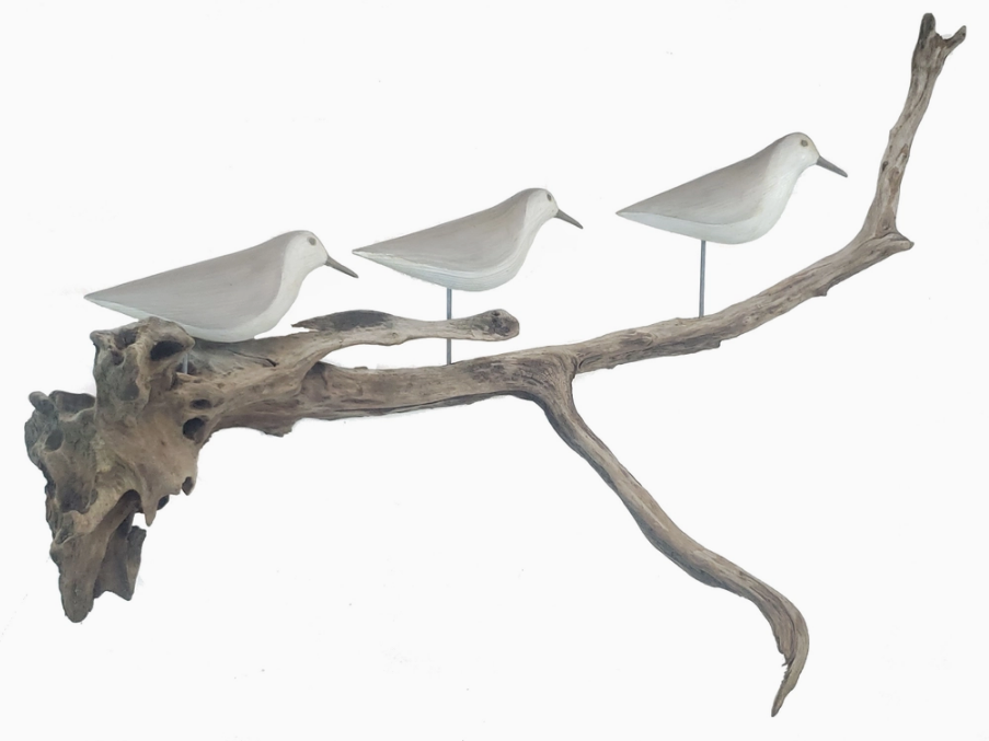 Sandpipers On Driftwood