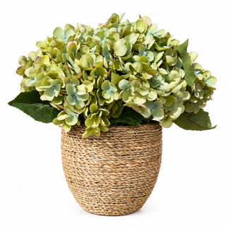 Green Hydrangea in Med Pot

