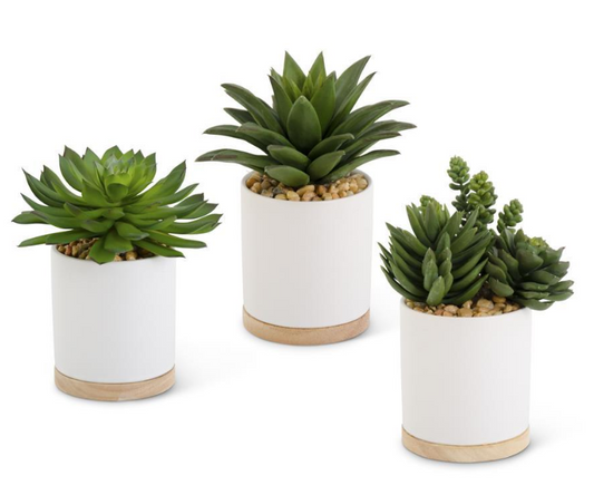Succulents in Ceramic White Pot with Natural Wood Base III