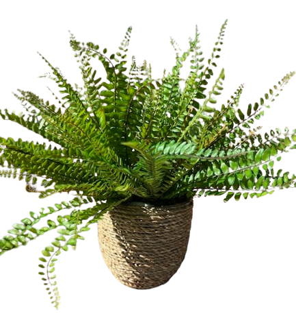 Ferns in Small Pot ***