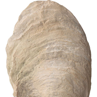 Oyster Shell Sculptures   Set of 2
