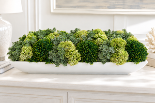Succulent in White Dish
