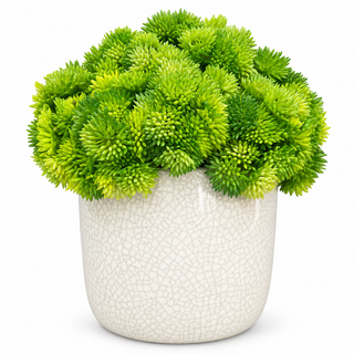 Green Succulent
