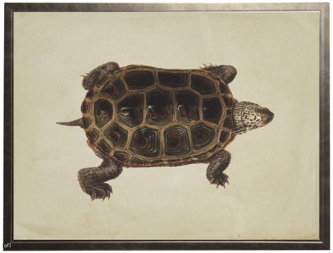 Turtle on Linen Background - Online Only