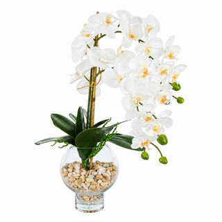 Orchid in Round Glass Jar
