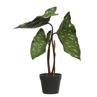 Faux Elephant Ear Plant in Plastic Pot & Black
