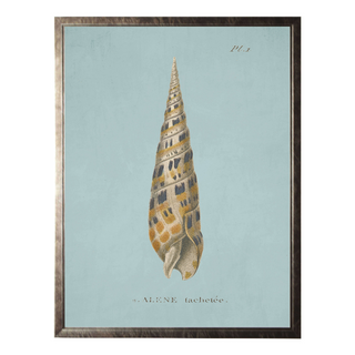 Plate 1 Seashell on Spa Background
