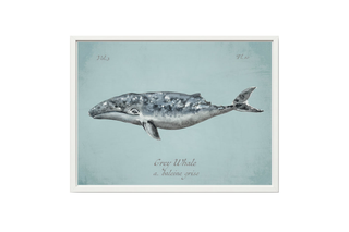 Grey Whale   2440 40 XY (White Frame)
