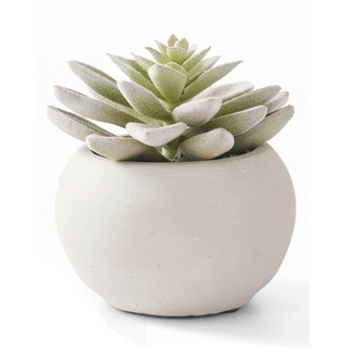 Soft Lotus Succulents in Gray Cement Pots III
