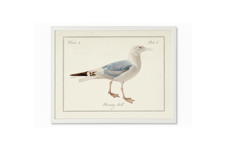 Vintage Gull Picture on a Distressed Background
