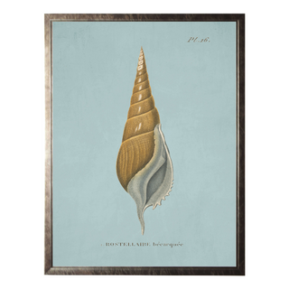 Plate 16 Seashell on Spa Background
