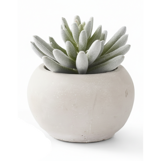 Soft Lotus Succulents in Gray Cement Pots II
