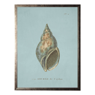 Plate 2 Seashell on Spa Background
