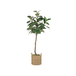 6.5' Asymmetrical Fig
