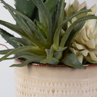 Seaside Succulents   Set of 2
