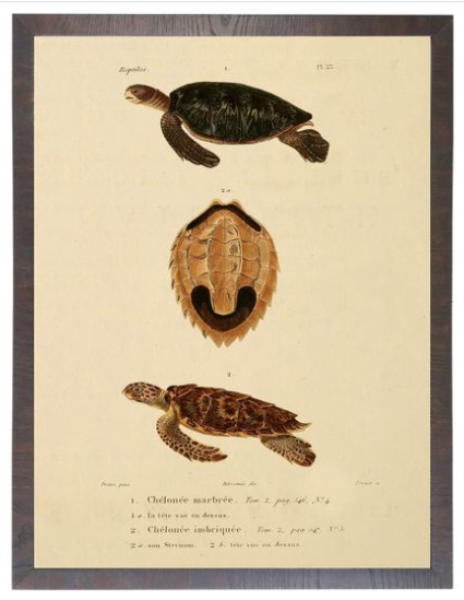 Turtle Bookplate F - Online Only