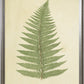Fern Print B - Online Only