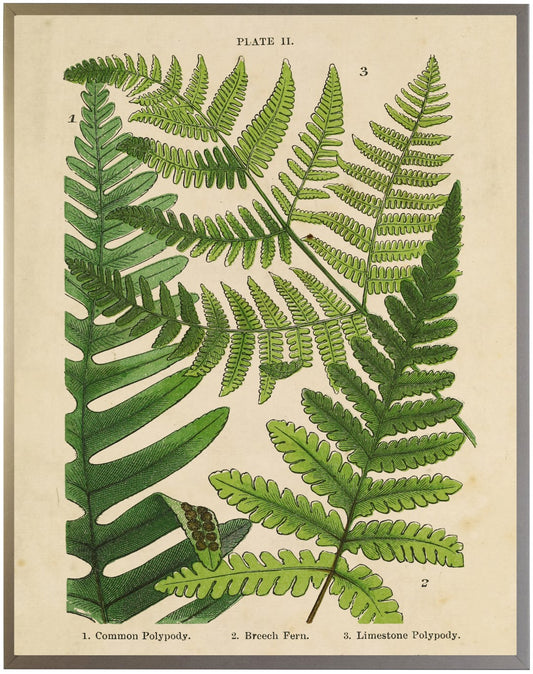 Vintage Fern Collage G - Online Only