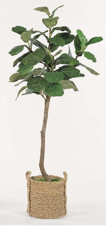 6.5' Asymmetrical Fig