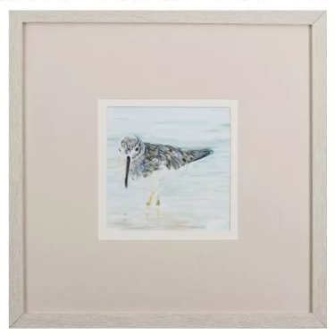 Spotted Sandpiper I