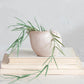 Stoneware Shell Planter/Container