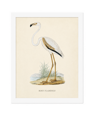 Rosy Flamingo
