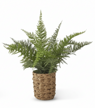 Fern in Woven Pot w/Faux Rocks II
