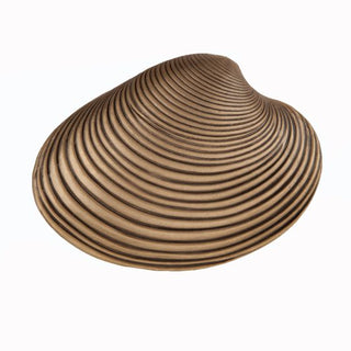 Set of 4 Clam Shell Knobs
