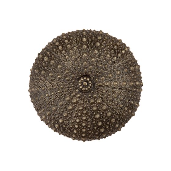 Set of 4 Sea Urchin Knob