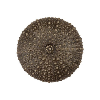 Set of 4 Sea Urchin Knob
