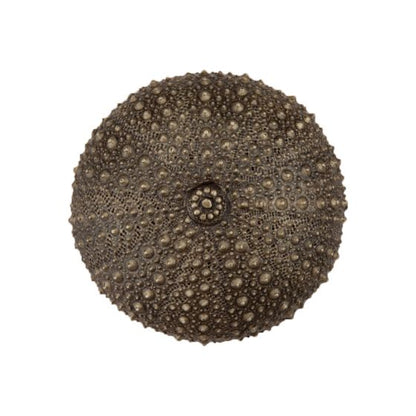 Set of 4 Sea Urchin Knob