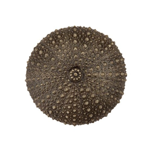 Set of 4 Sea Urchin Knob