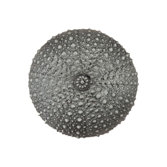 Set of 4 Sea Urchin Knob