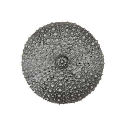 Set of 4 Sea Urchin Knob