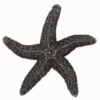 Set of 4 Natural Starfish Knob
