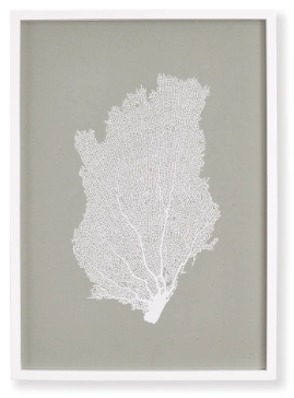 CORAL FANS STUDY II